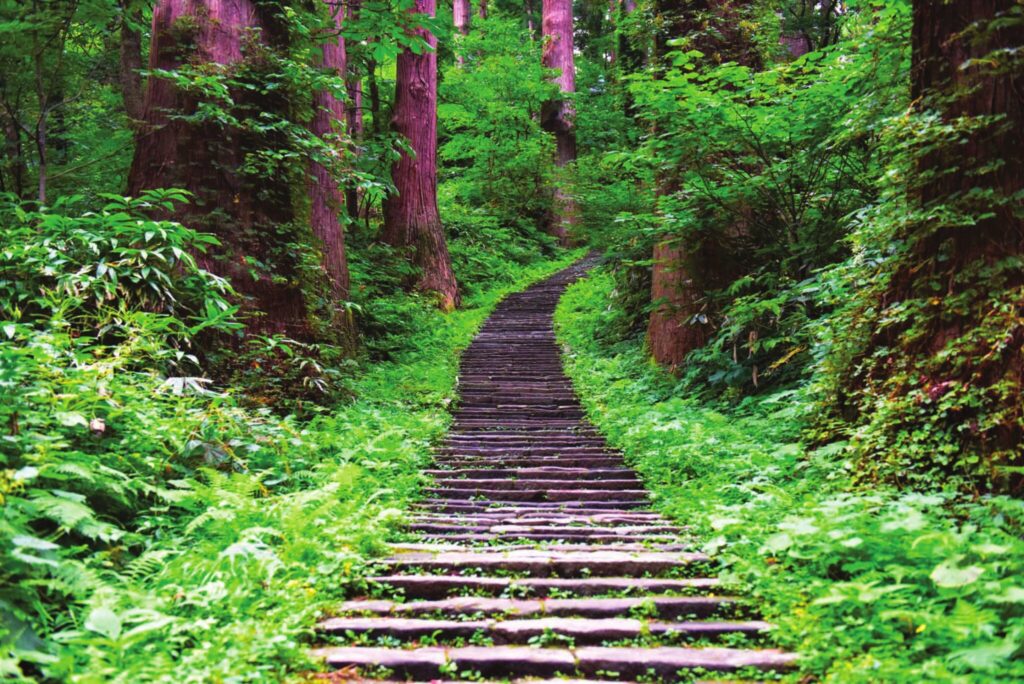 part in the forest - Tohoku - Photography